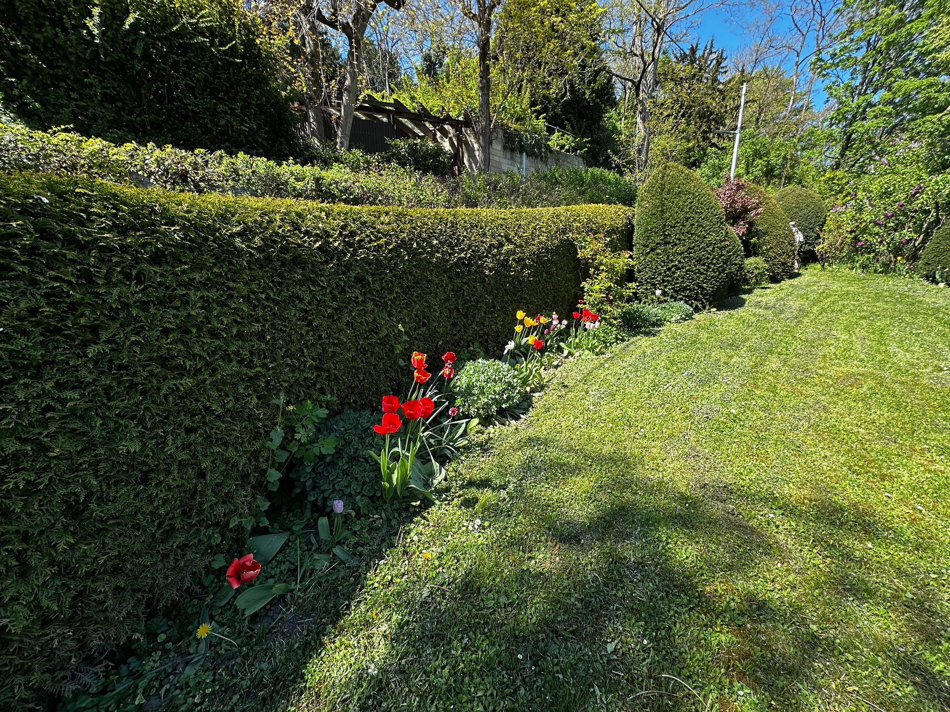 Garten mit Tulpenpracht